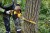 Piła łańcuchowa akumulatorowa DeWALT DCMCS574X1 zastosowanie