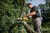 Pilarka łańcuchowa do gałęzi 18V XR Dewalt - Zastosowanie