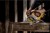Pilarka tarczowa DEWALT DCS512N zastosowanie