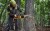 DEWALT DCMCS575