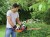 zastosowanie nożyc do żywopłotu 18V BLACK DECKER GTC18452