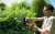 zastosowanie nożyc do żywopłotu Black Decker GTC1845