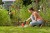 zastosowanie nożyc do trawy akumulatorowych  BLACK DECKER BCSS18B