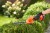 zastosowanie nożyc do żywopłoty akumulatorowych  BLACK DECKER BCSS18B
