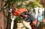 zastosowanie sekatora Black Decker BCPP18