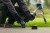 zastosowanie Wykaszarki Bosch PRO GFR18V-25BH