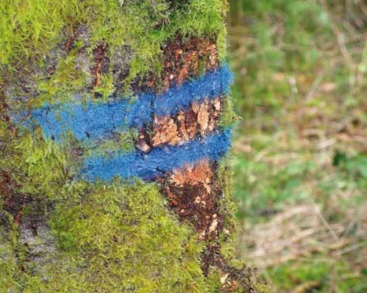 Zastosowanie soppec strong marker