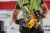 DEWALT D25304DH System odsysania pyłu do D25333, D25334, DCH283, DCH333, DCH334 zastosowanie