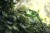 zastosowanie nożyc do żywopłotu 40V GREENWORKS G40PHA
