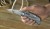 STANLEY 10-813 Nóż metalowy quickslide sport utility