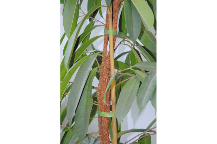 WOLFCRAFT 3285000 Taśma na rzep do roślin 5m - Zastosowanie