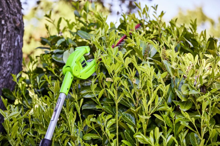 zastosowanie nożyc do żywopłotu GREENWORKS G24PH51