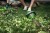 zastosowanie nożyc do żywopłotu 24V   GREENWORKS G24HT57