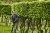 GREENWORKS GD60PHT51