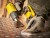 STANLEY SFMCE530B Opalarka
