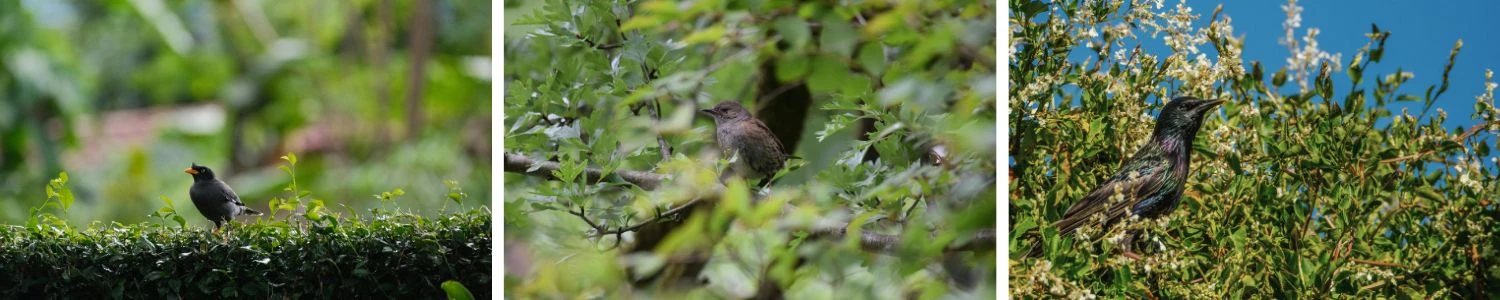 Dzika natura
